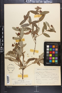 Hypericum frondosum image