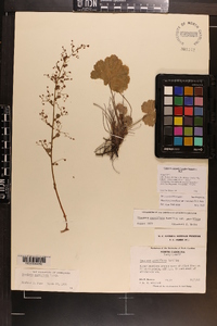 Heuchera parviflora var. saurensis image