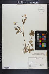 Ranunculus hispidus var. hispidus image