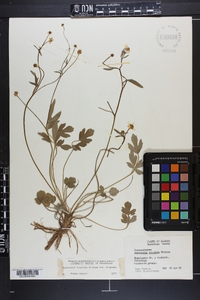 Ranunculus hispidus var. hispidus image