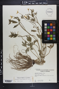 Ranunculus hispidus var. hispidus image