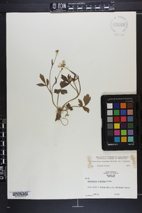 Ranunculus hispidus var. hispidus image