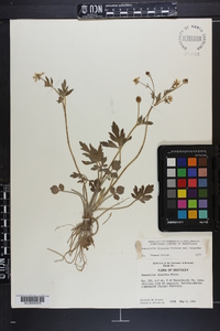 Ranunculus hispidus var. hispidus image