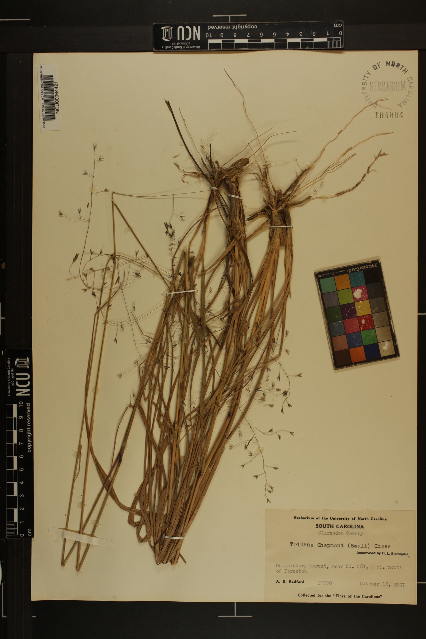 Tridens chapmanii image