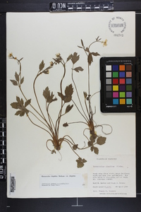 Ranunculus hispidus var. hispidus image