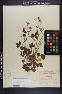 Ranunculus hispidus var. hispidus image