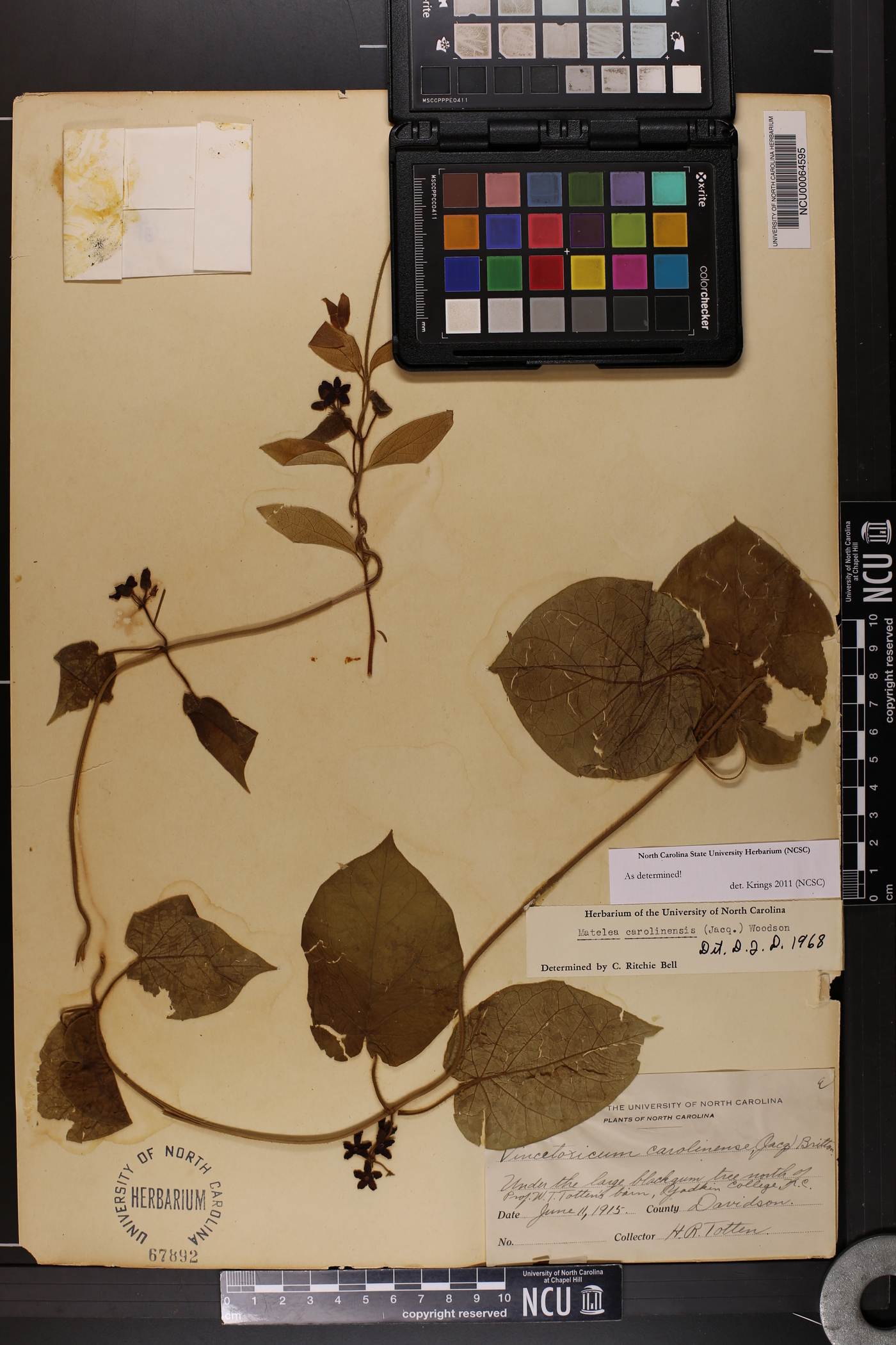 Matelea carolinensis image