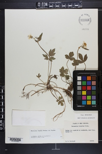 Ranunculus hispidus var. hispidus image