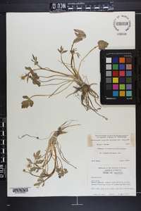 Ranunculus hispidus var. hispidus image