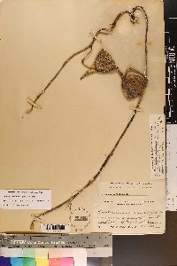 Matelea carolinensis image