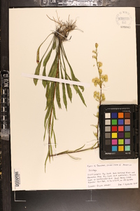 Solidago racemosa image