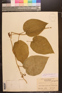 Matelea flavidula image