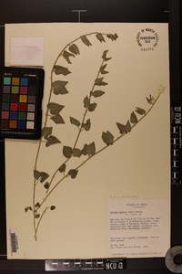 Matelea biflora image