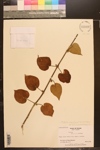 Matelea maritima image