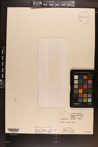 Ranunculus pusillus image