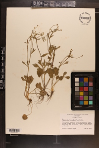 Ranunculus micranthus image