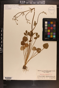 Ranunculus micranthus image