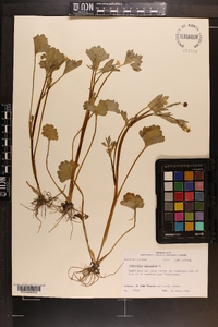 Ranunculus muricatus image