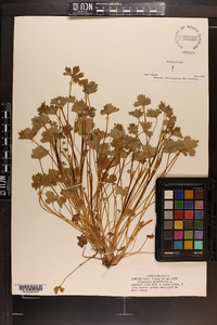 Ranunculus parviflorus image