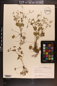 Ranunculus parviflorus image