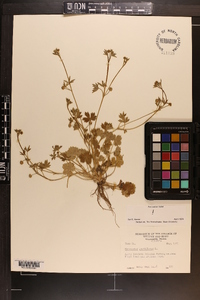 Ranunculus parviflorus image