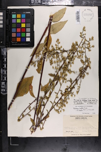 Solidago arguta var. boottii image