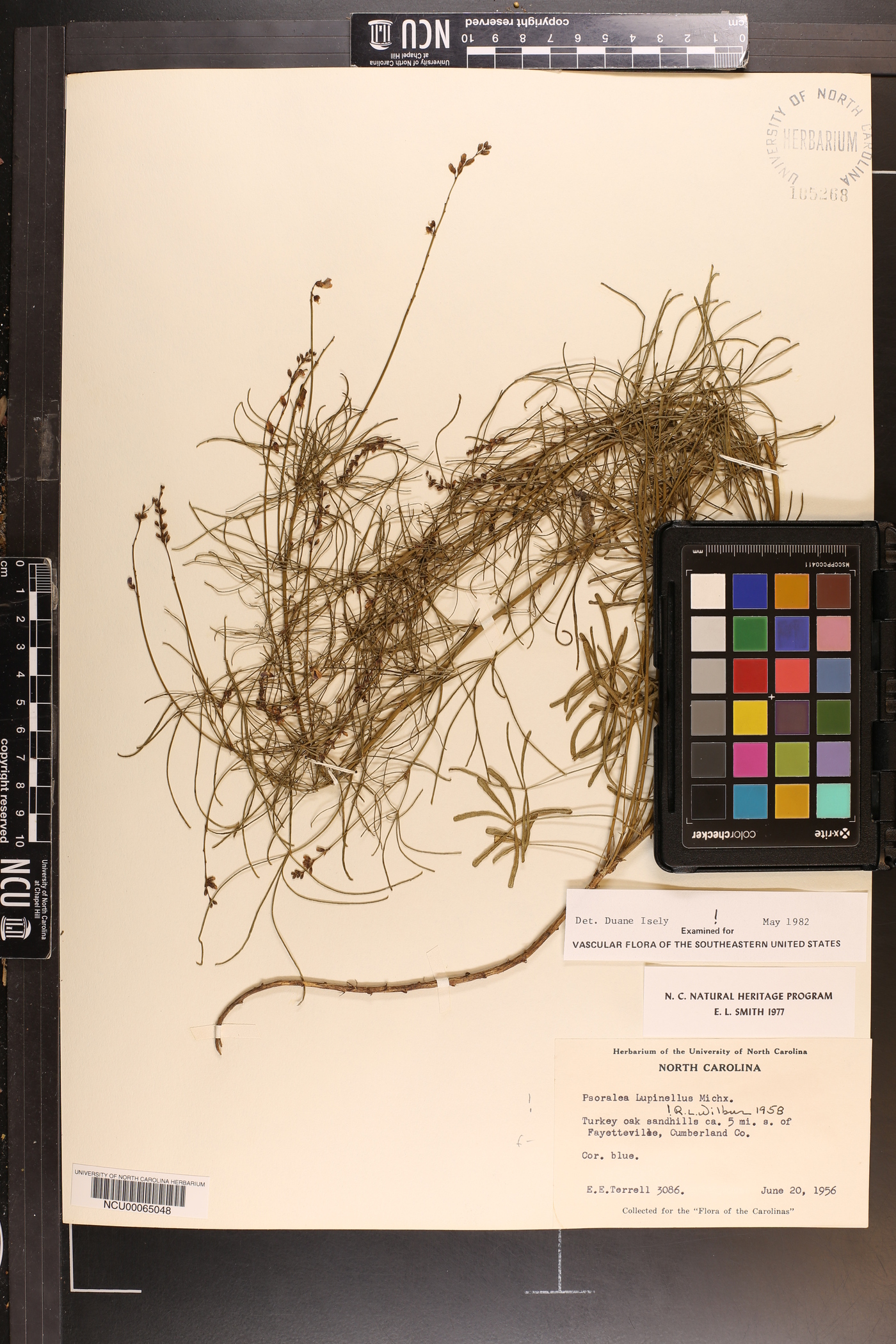 Orbexilum lupinellum image