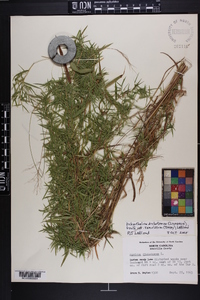 Dichanthelium dichotomum var. ramulosum image