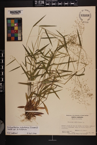 Dichanthelium dichotomum var. dichotomum image