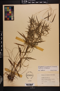 Dichanthelium dichotomum var. dichotomum image