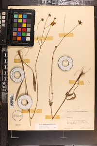 Coreopsis linifolia image