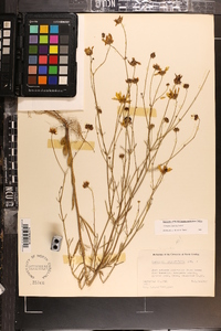 Coreopsis linifolia image