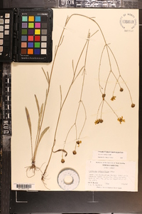 Coreopsis linifolia image