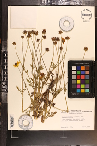 Coreopsis basalis image