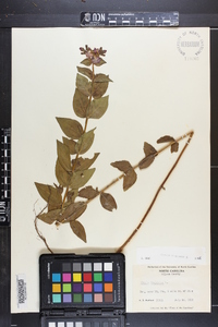 Rhexia virginica image