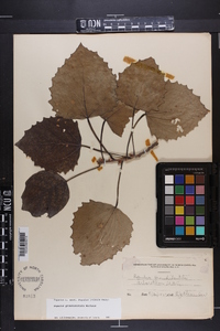 Populus grandidentata image