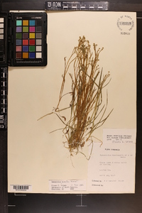 Ranunculus pusillus image