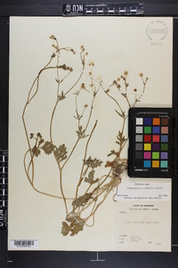 Ranunculus sardous image