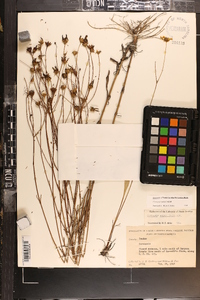 Coreopsis linifolia image