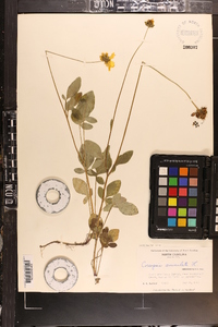 Coreopsis auriculata image