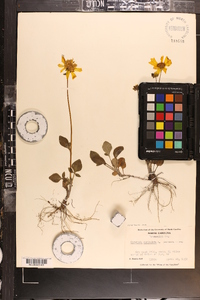 Coreopsis auriculata image