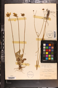 Coreopsis auriculata image