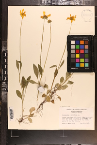 Coreopsis auriculata image