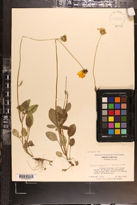 Coreopsis auriculata image