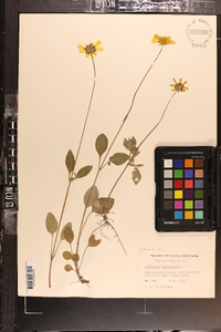 Coreopsis auriculata image