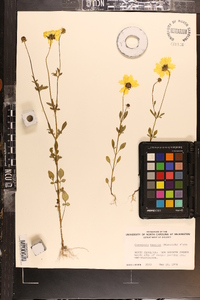 Coreopsis basalis image