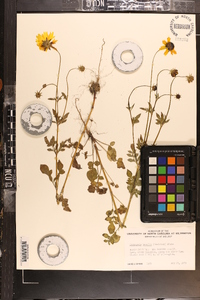 Coreopsis basalis image