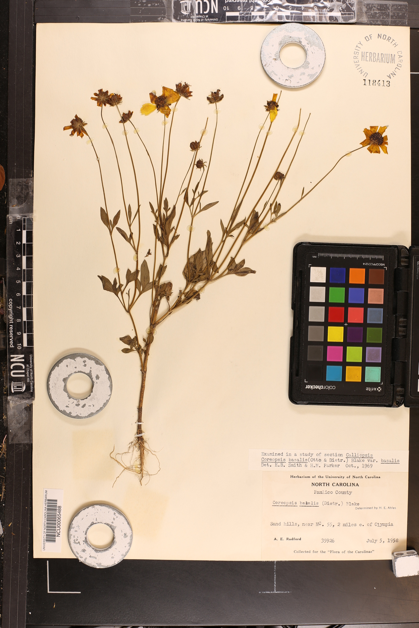 Coreopsis basalis image