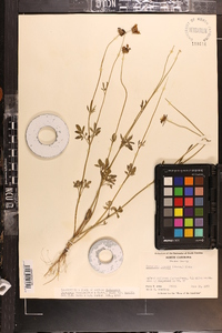 Coreopsis basalis image