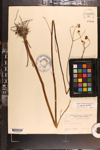 Coreopsis falcata image